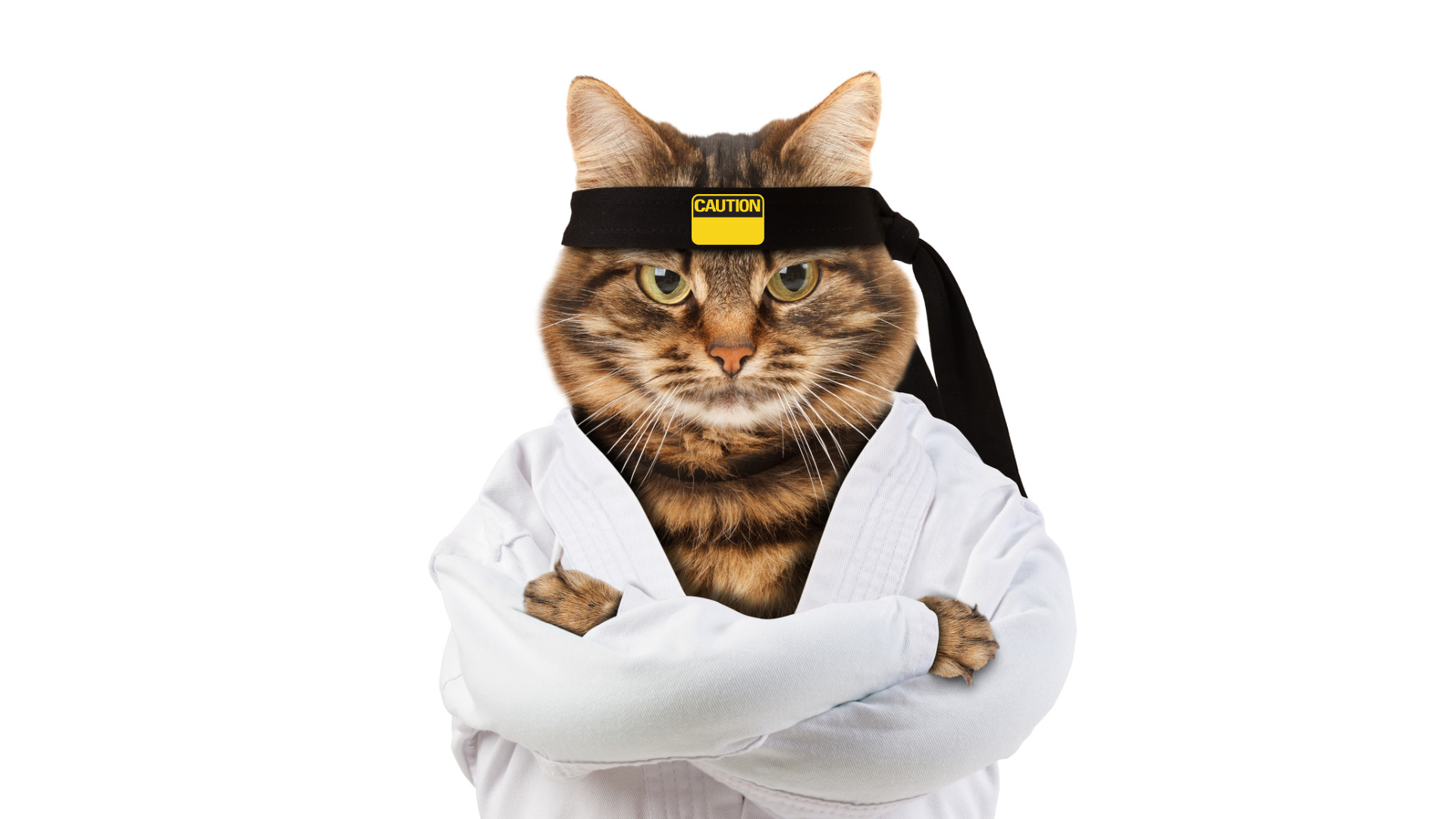 Cat in a karate robe