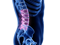 Lumbar_Lower Back_Spine_AdobeStock_282276722