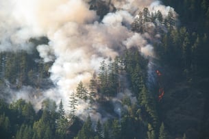 Wildfire Smoke_AdobeStock_1123004