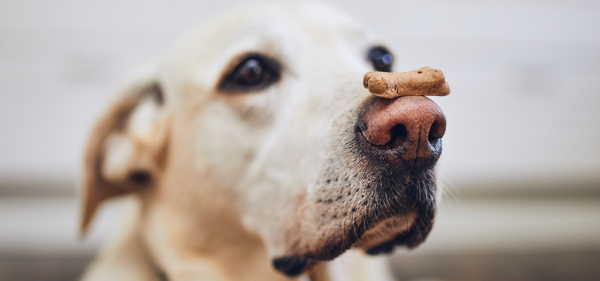 a dog balancing a treat with his nose