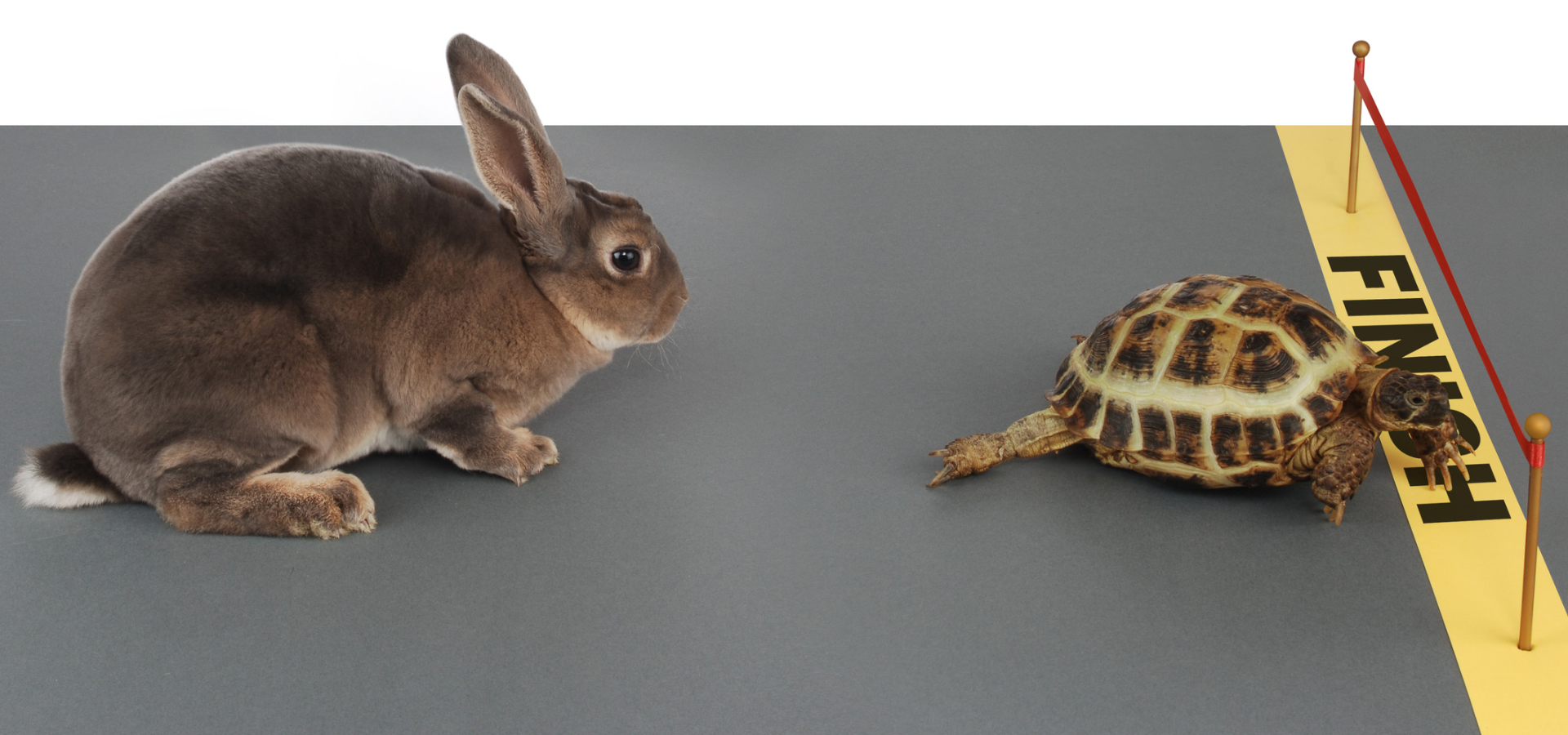 a rabbit and a tortoise near the finish line